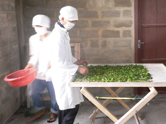 rearing silk worms