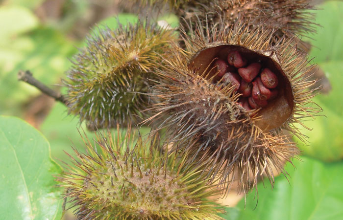 annatto seeds