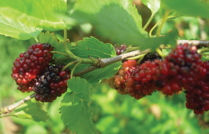 mulberry fruit