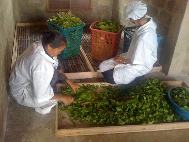 Feeding silkworms