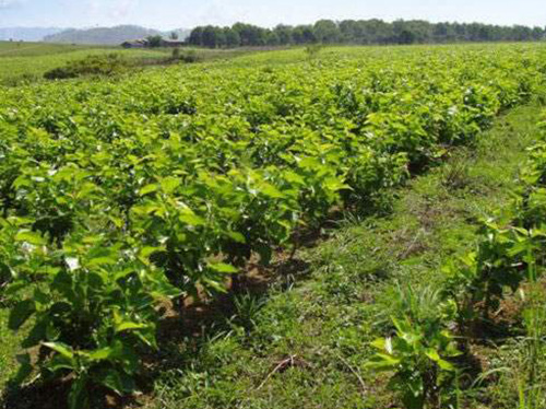 Mulberries Organic Farm