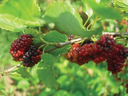 mulberry fruit