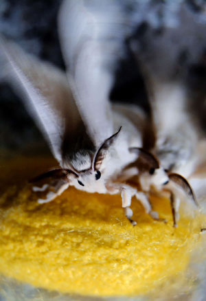 silk moth